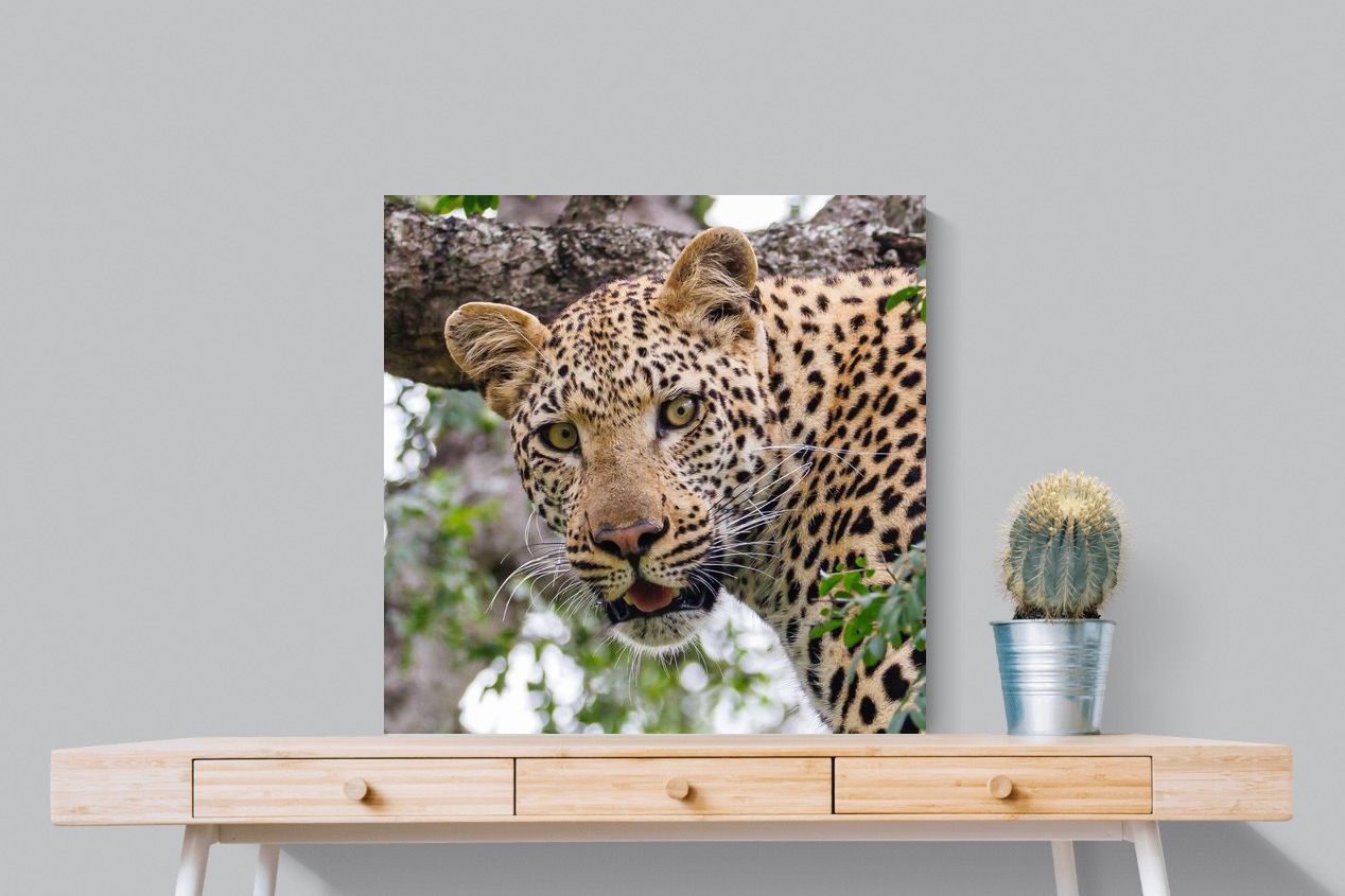 Pixalot ® Wild Gaze