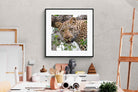 Pixalot ® Wild Gaze