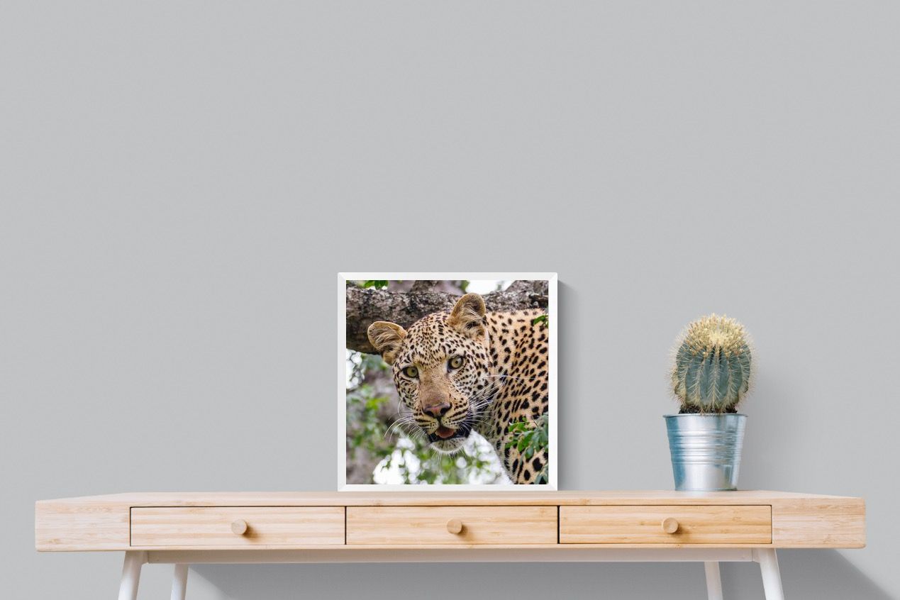 Pixalot ® Wild Gaze
