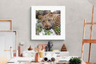 Pixalot ® Wild Gaze