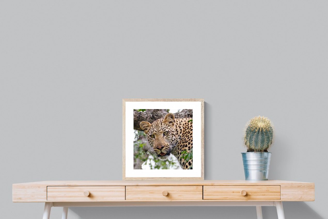 Pixalot ® Wild Gaze