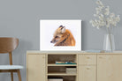 Pixalot Red Fox