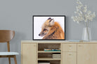 Pixalot Red Fox