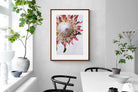 Pixalot Red King Protea