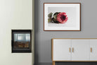 Pixalot ® Resting Protea