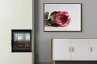 Pixalot ® Resting Protea