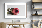 Pixalot ® Resting Protea