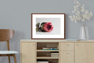 Pixalot ® Resting Protea
