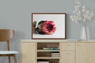 Pixalot ® Resting Protea