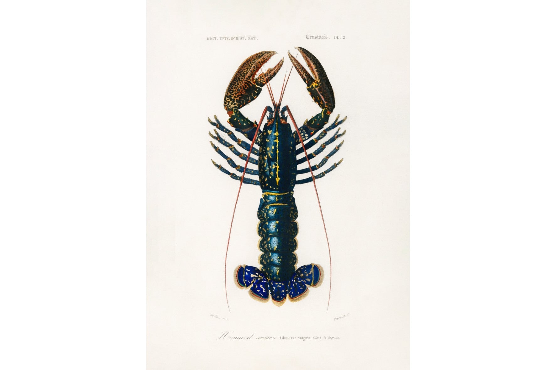 Royal Lobster