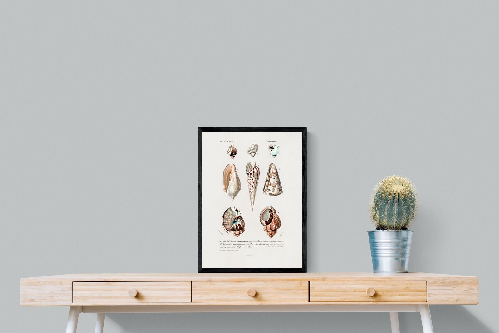 Pixalot Shell Study No. 1