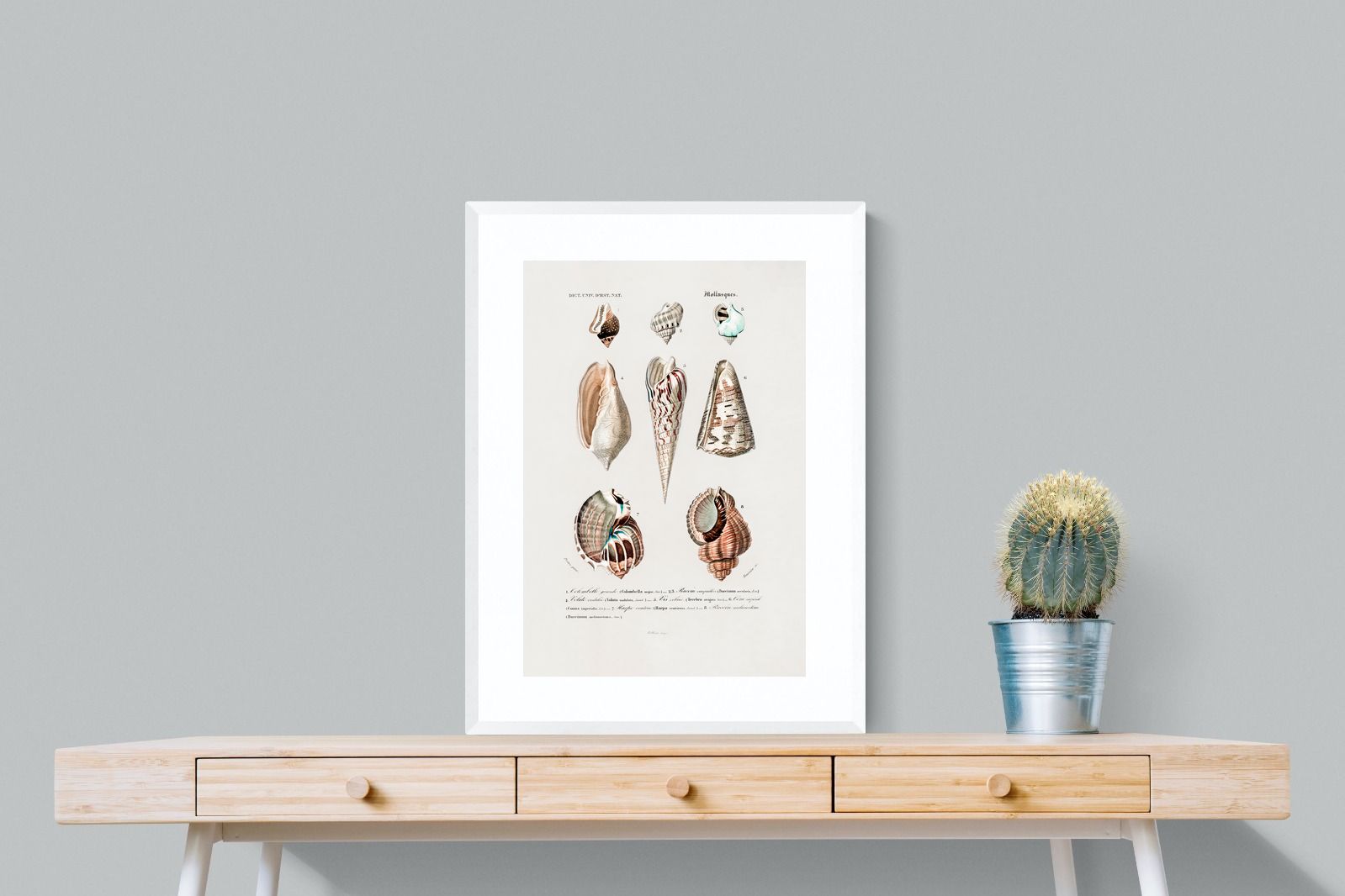 Pixalot Shell Study No. 1