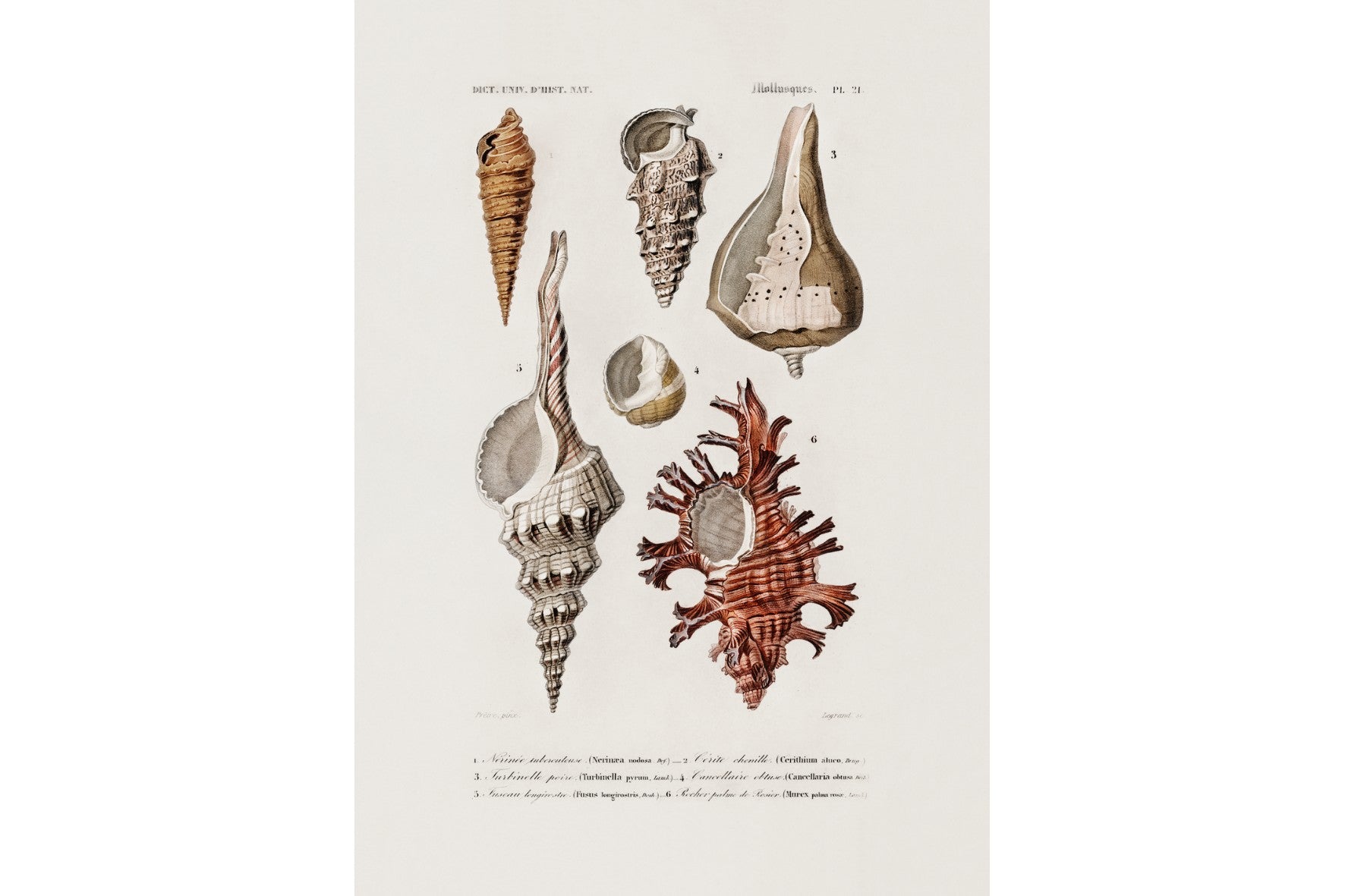 Shell Study No. 2
