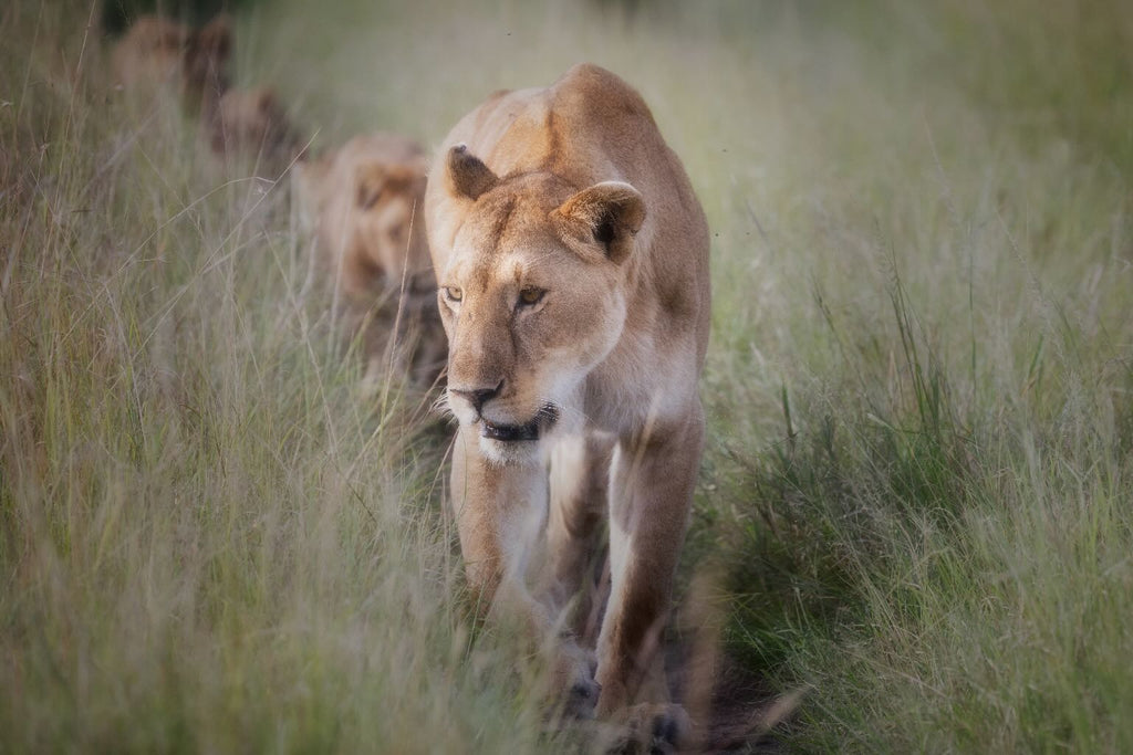 Silent Pursuit
