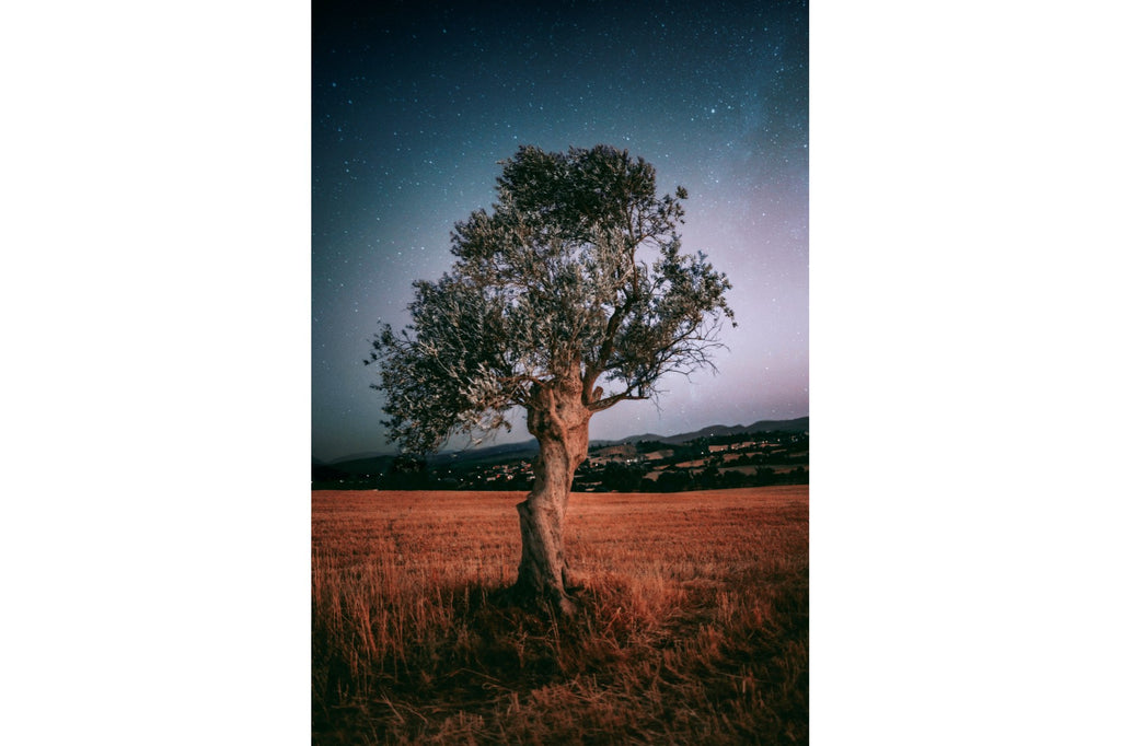 Silent Sentinel