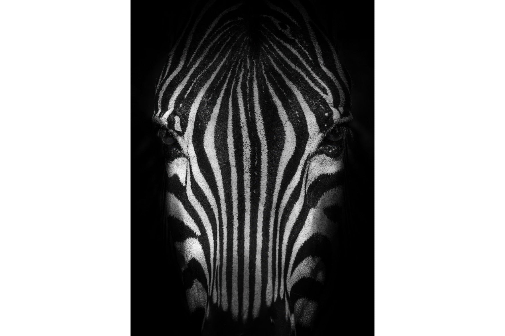 Silent Stripes