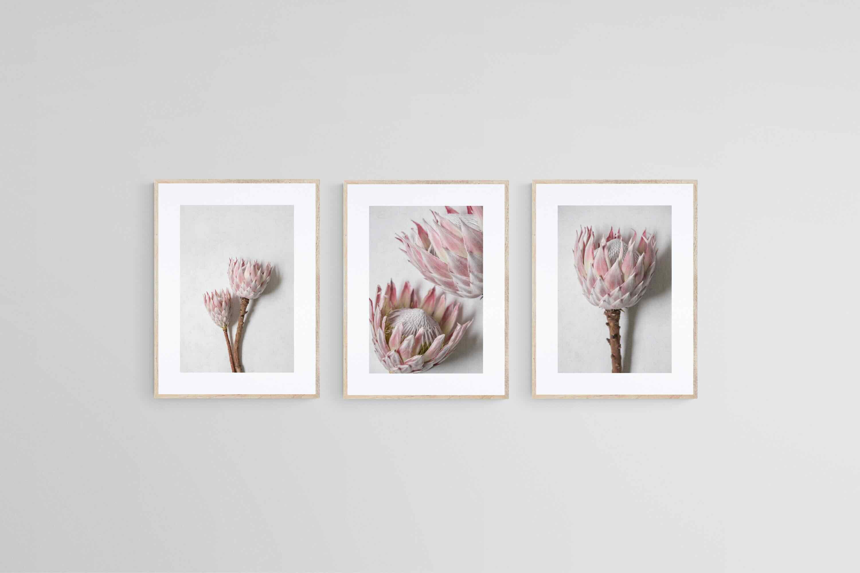 Soft Pink King Proteas Set-Wall_Art-45 x 60cm (x3)-Framed Print-Wood-Pixalot