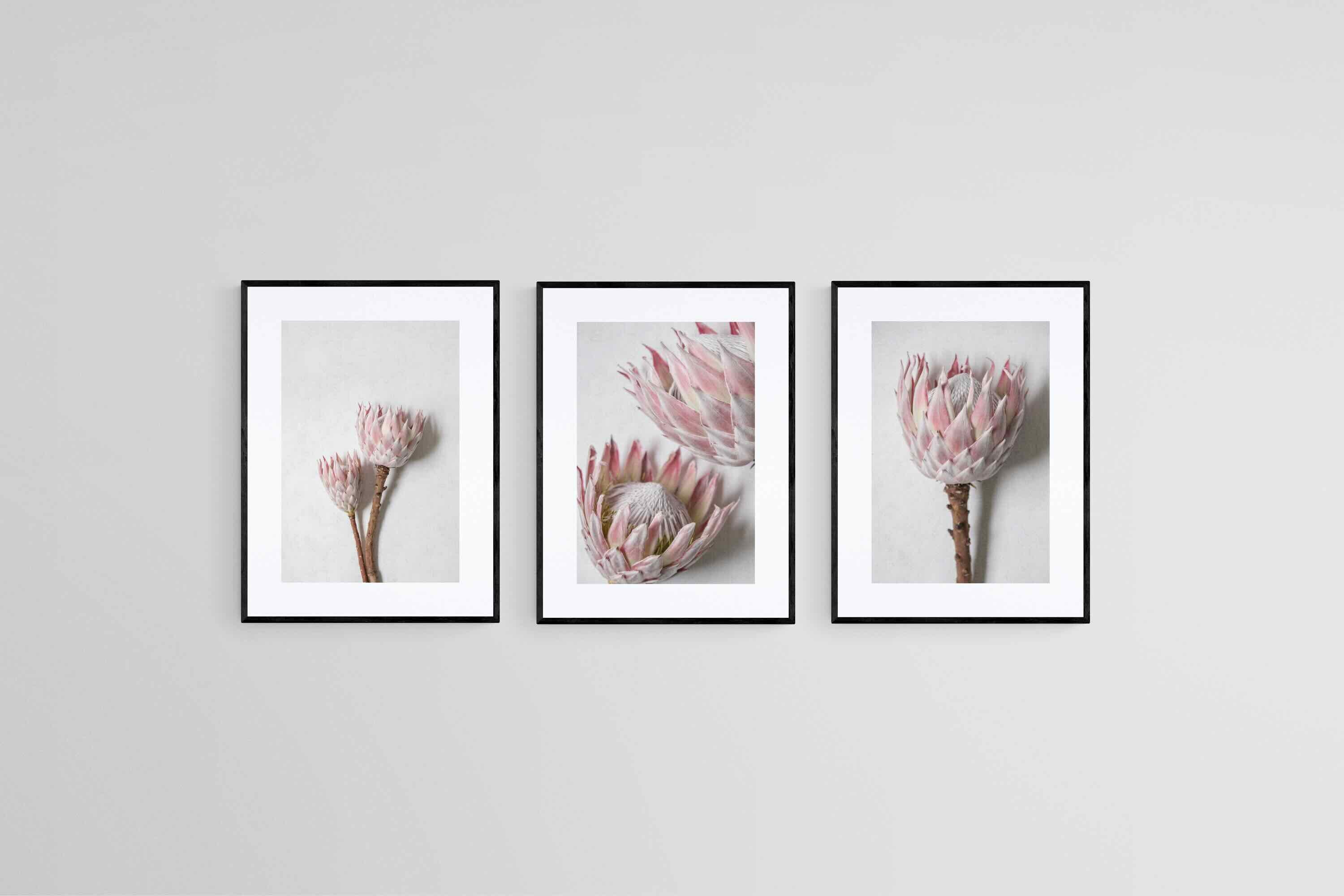 Soft Pink King Proteas Set-Wall_Art-45 x 60cm (x3)-Framed Print-Black-Pixalot