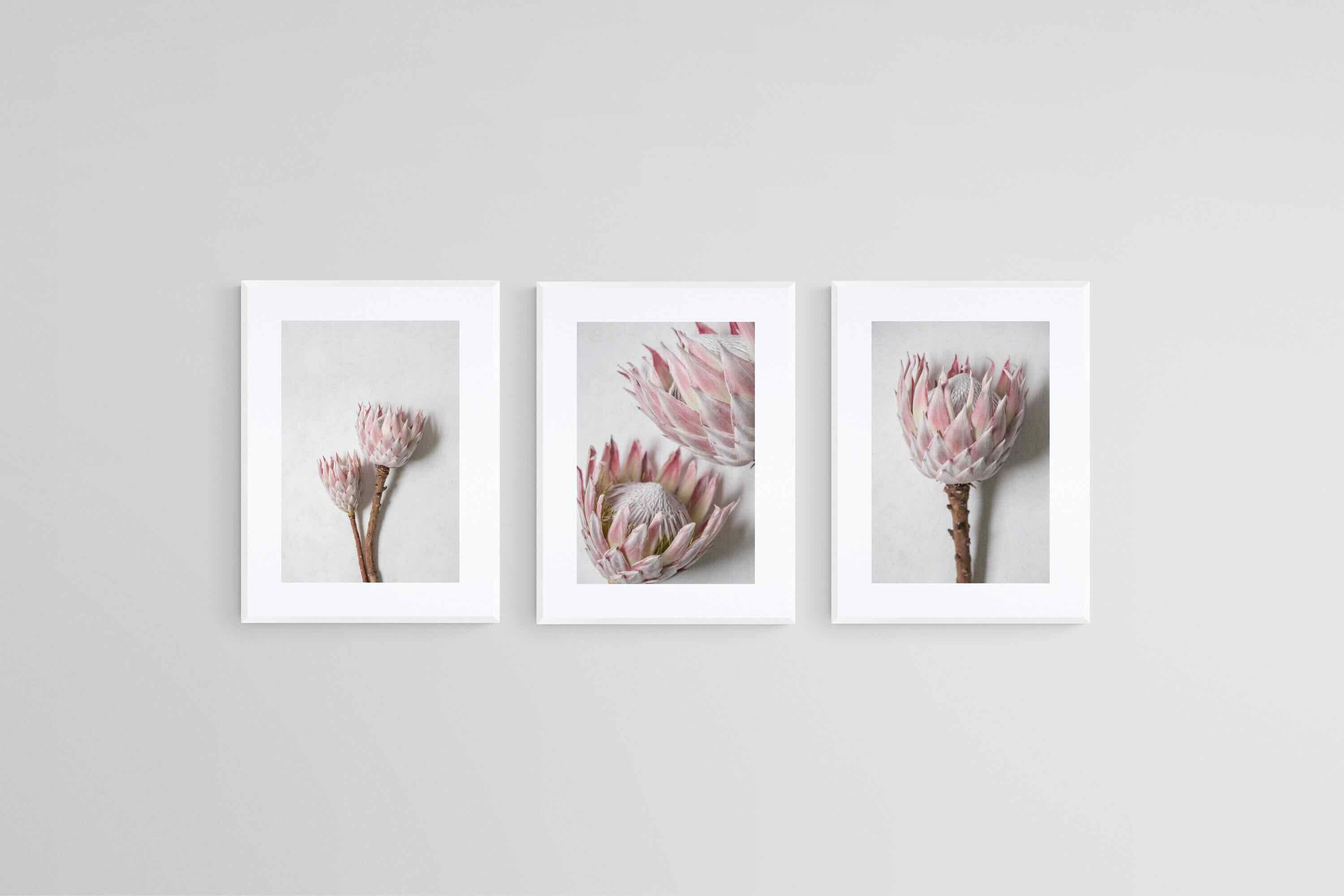 Soft Pink King Proteas Set-Wall_Art-45 x 60cm (x3)-Framed Print-White-Pixalot