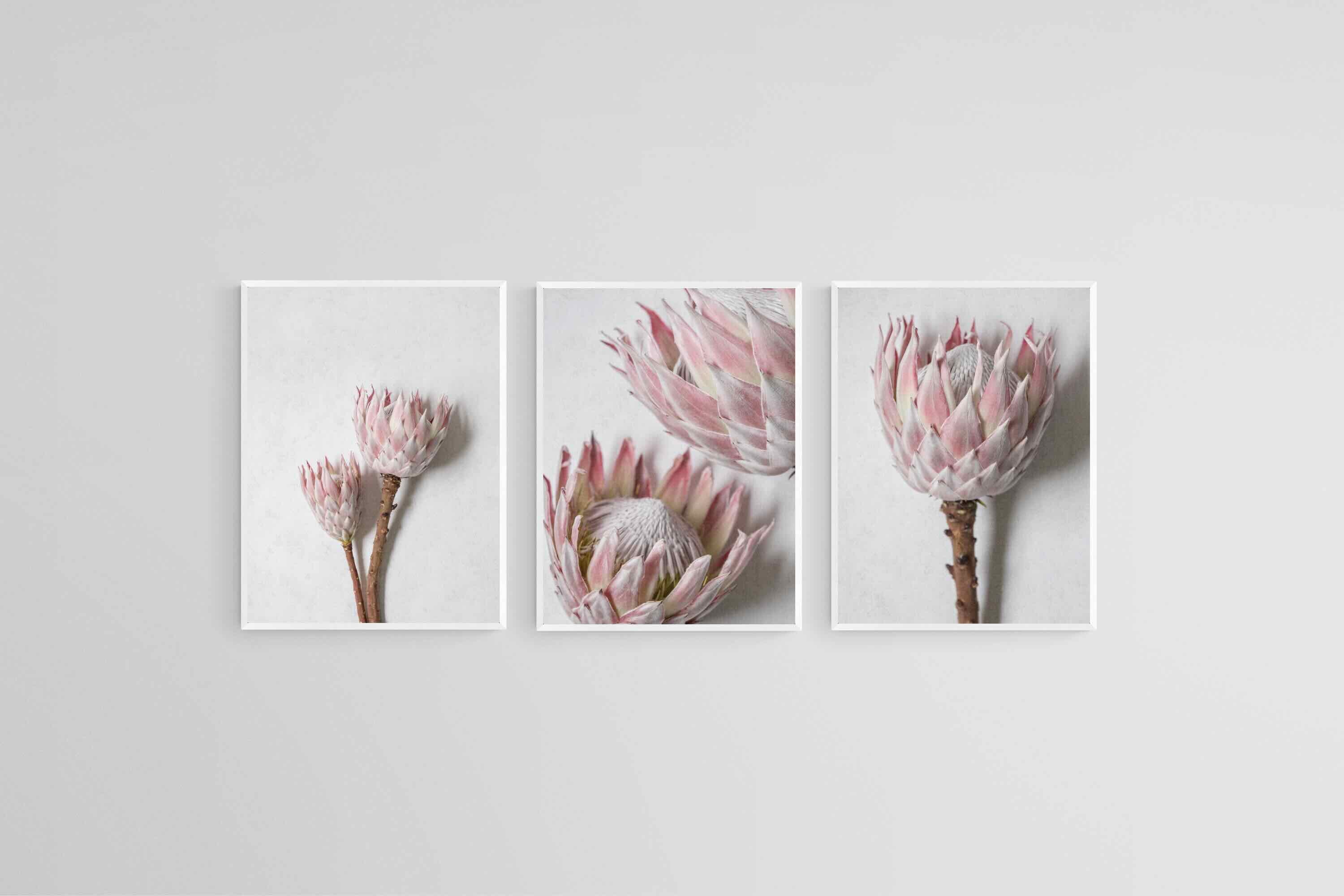 Soft Pink King Proteas Set-Wall_Art-45 x 60cm (x3)-Mounted Canvas-White-Pixalot