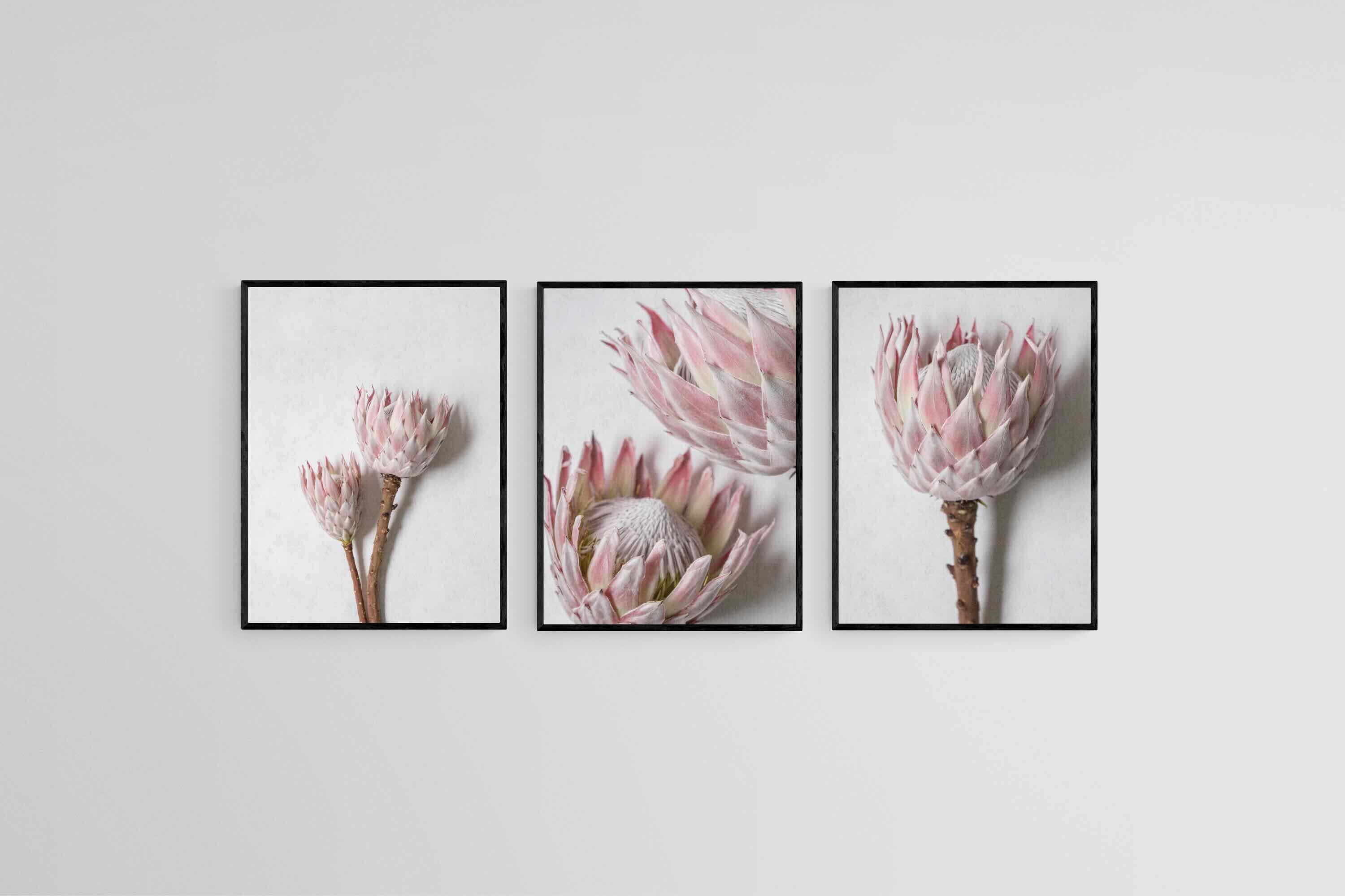 Soft Pink King Proteas Set-Wall_Art-45 x 60cm (x3)-Mounted Canvas-Black-Pixalot
