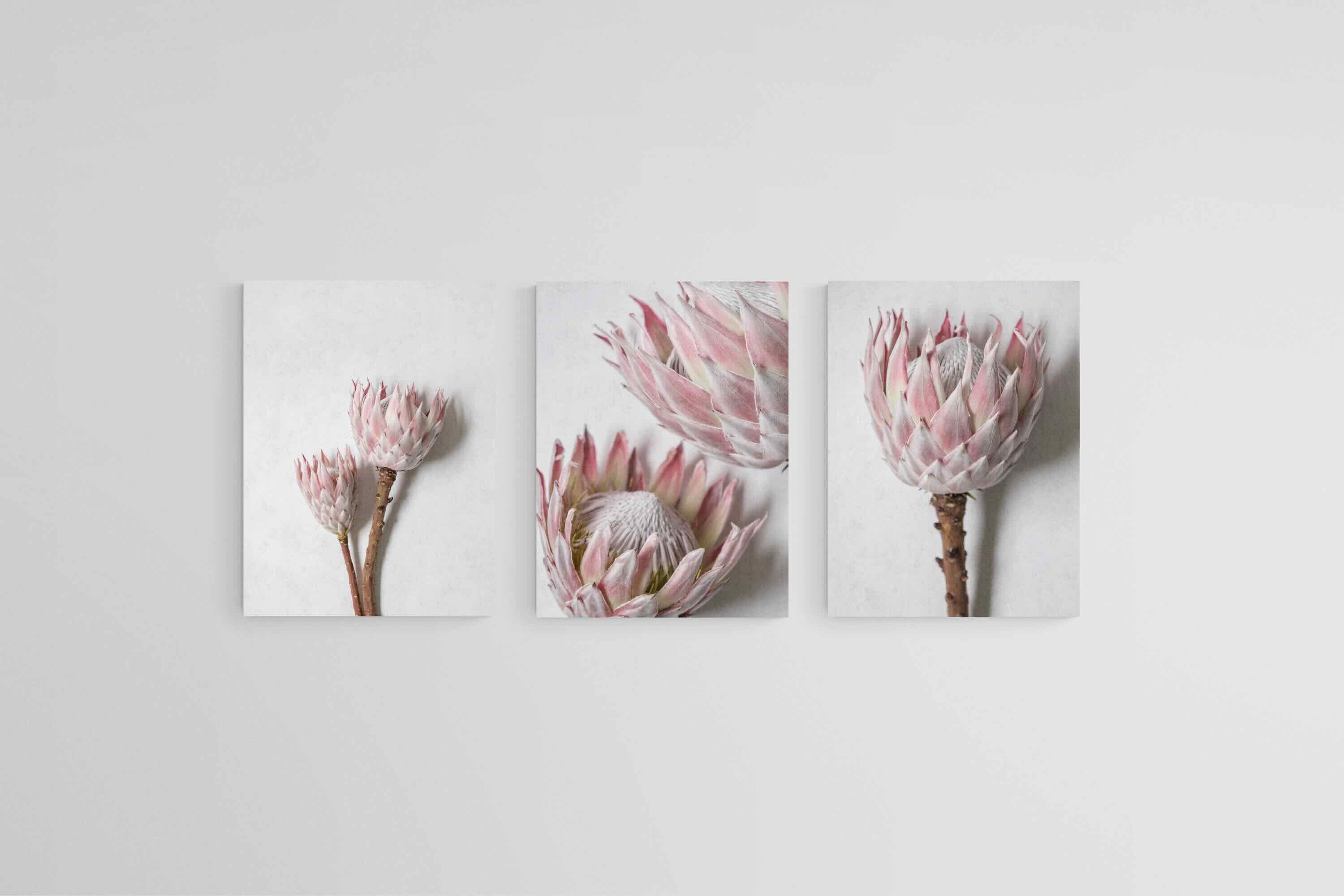 Soft Pink King Proteas Set-Wall_Art-45 x 60cm (x3)-Mounted Canvas-No Frame-Pixalot