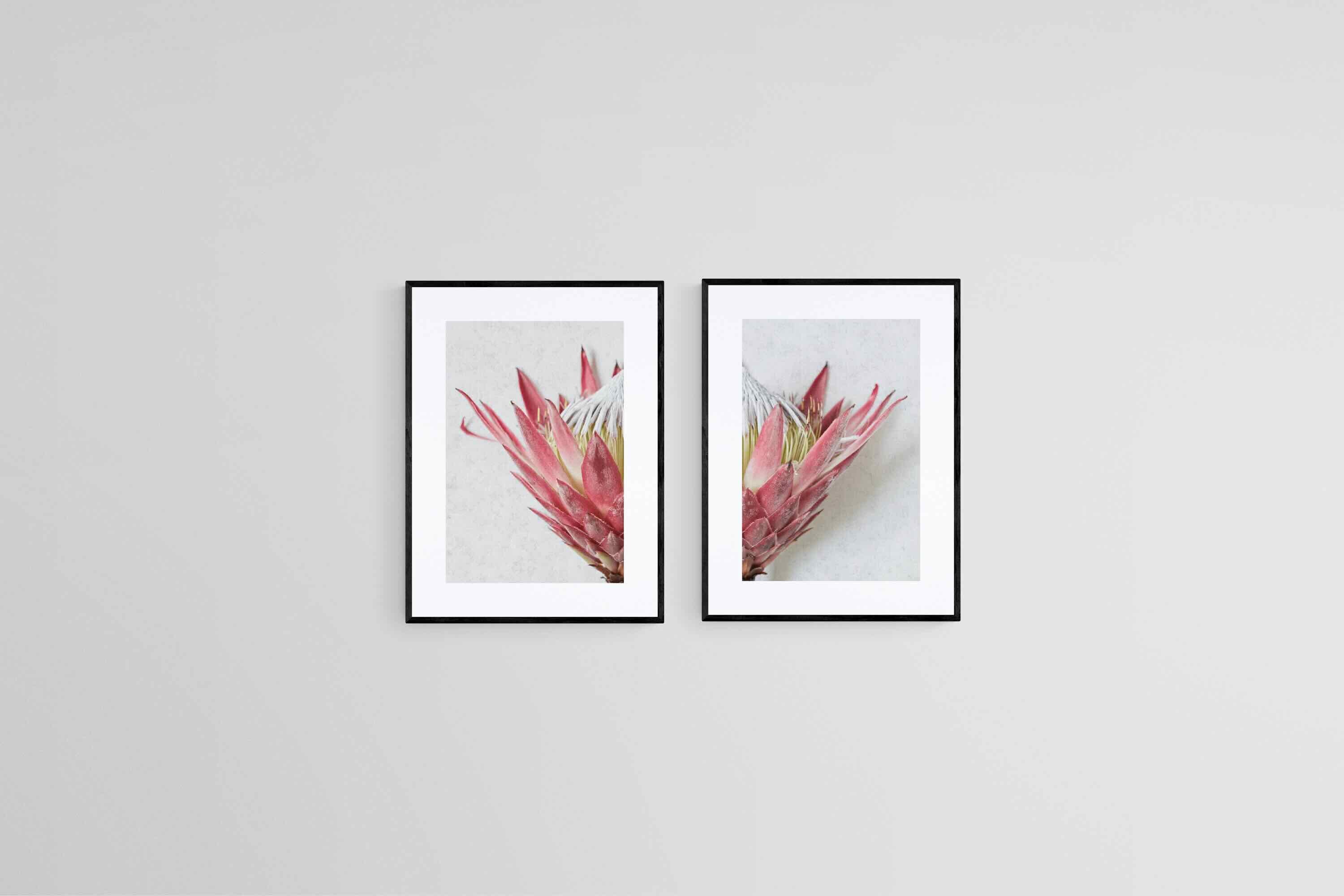 Split Red King Protea Set-Wall_Art-45 x 60cm (x2)-Framed Print-Black-Pixalot