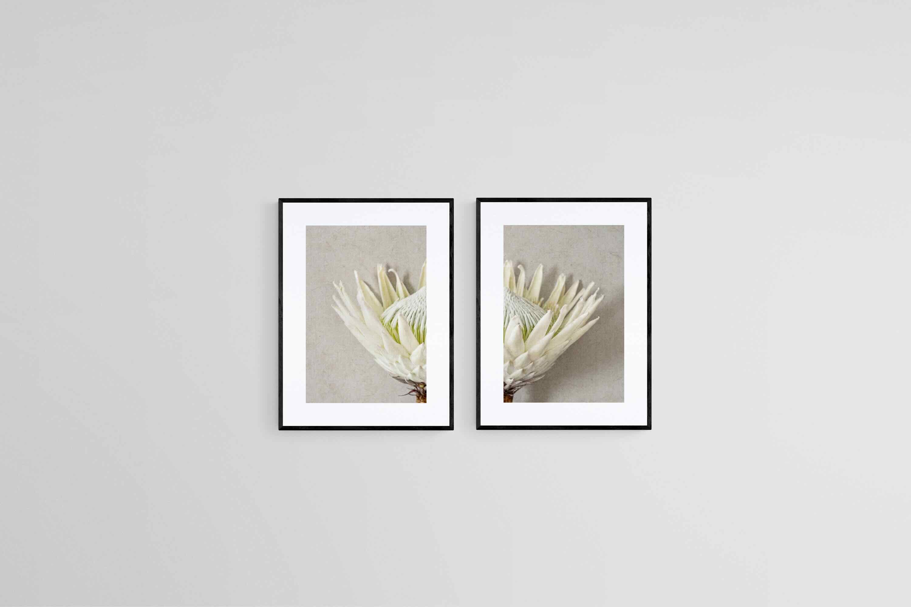 Split White King Protea Set-Wall_Art-45 x 60cm (x2)-Framed Print-Black-Pixalot