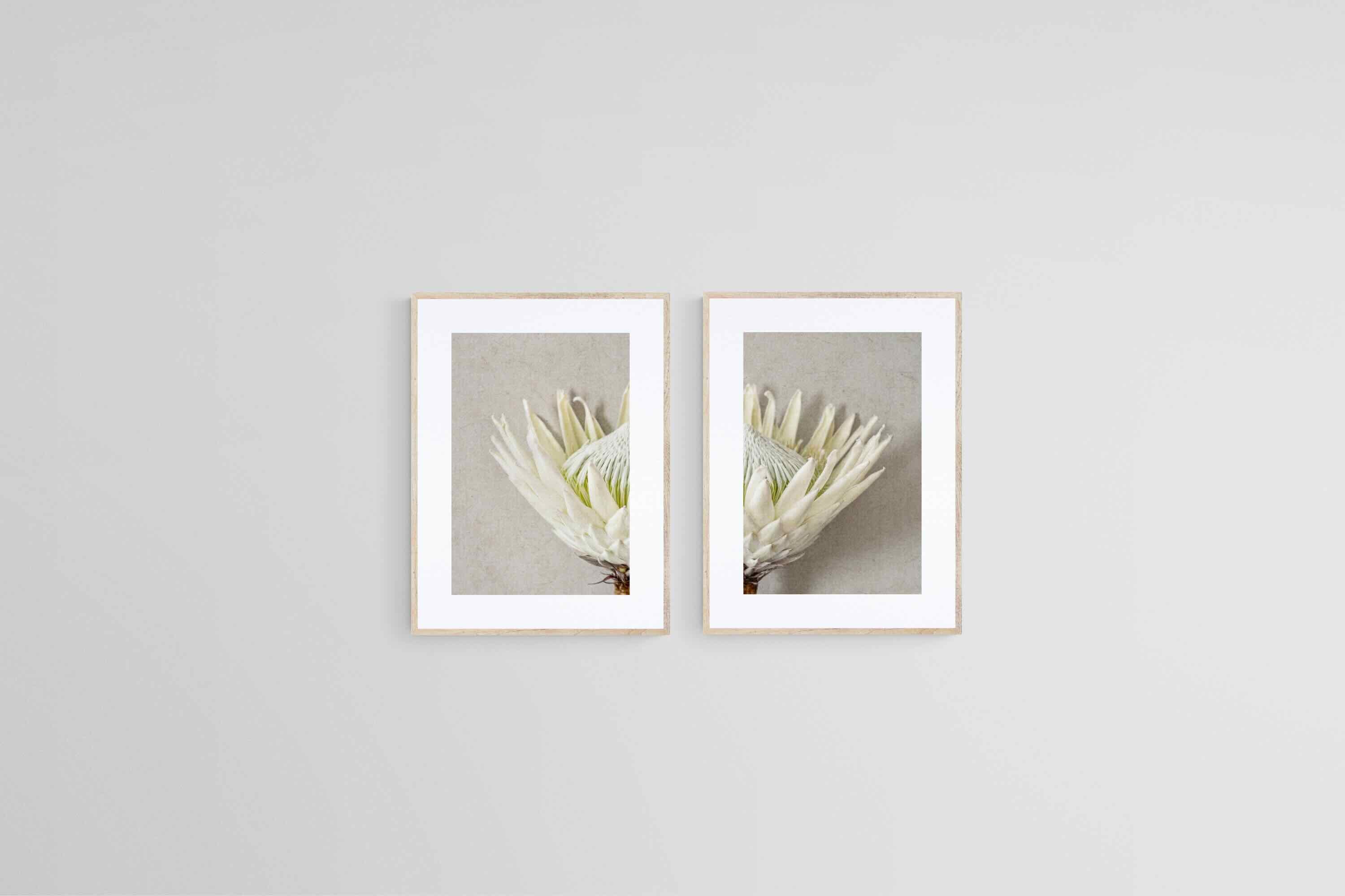 Split White King Protea Set-Wall_Art-45 x 60cm (x2)-Framed Print-Wood-Pixalot