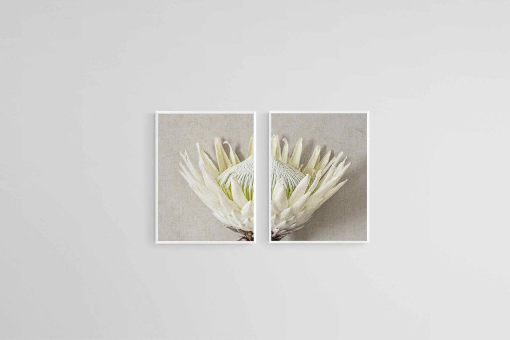 Split White King Protea Set-Wall_Art-45 x 60cm (x2)-Mounted Canvas-White-Pixalot