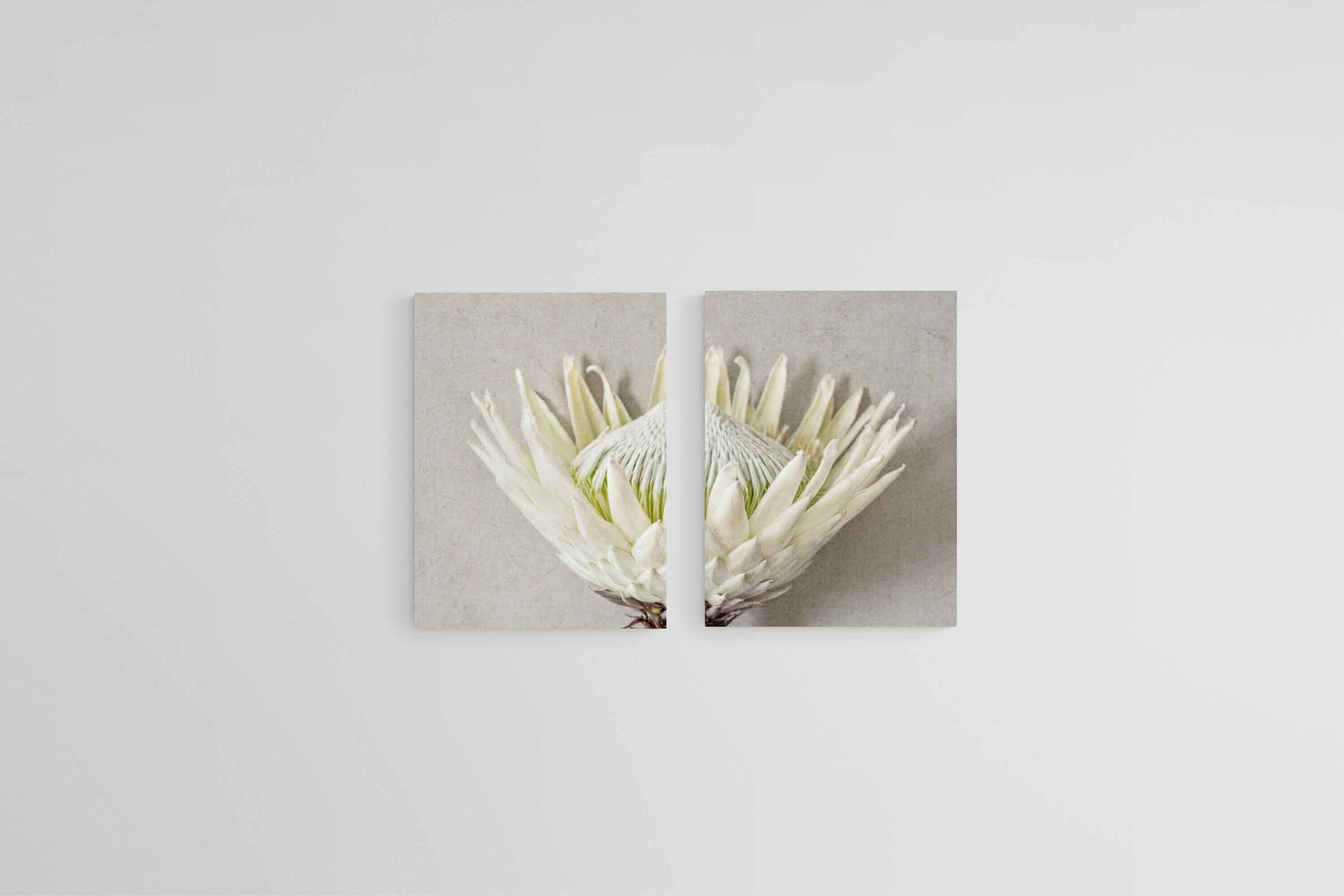 Split White King Protea Set-Wall_Art-45 x 60cm (x2)-Mounted Canvas-No Frame-Pixalot