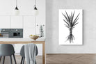 Pixalot Spotted Aloe