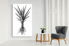 Pixalot Spotted Aloe