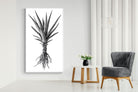 Pixalot Spotted Aloe