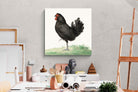 Pixalot Standing Black Chicken