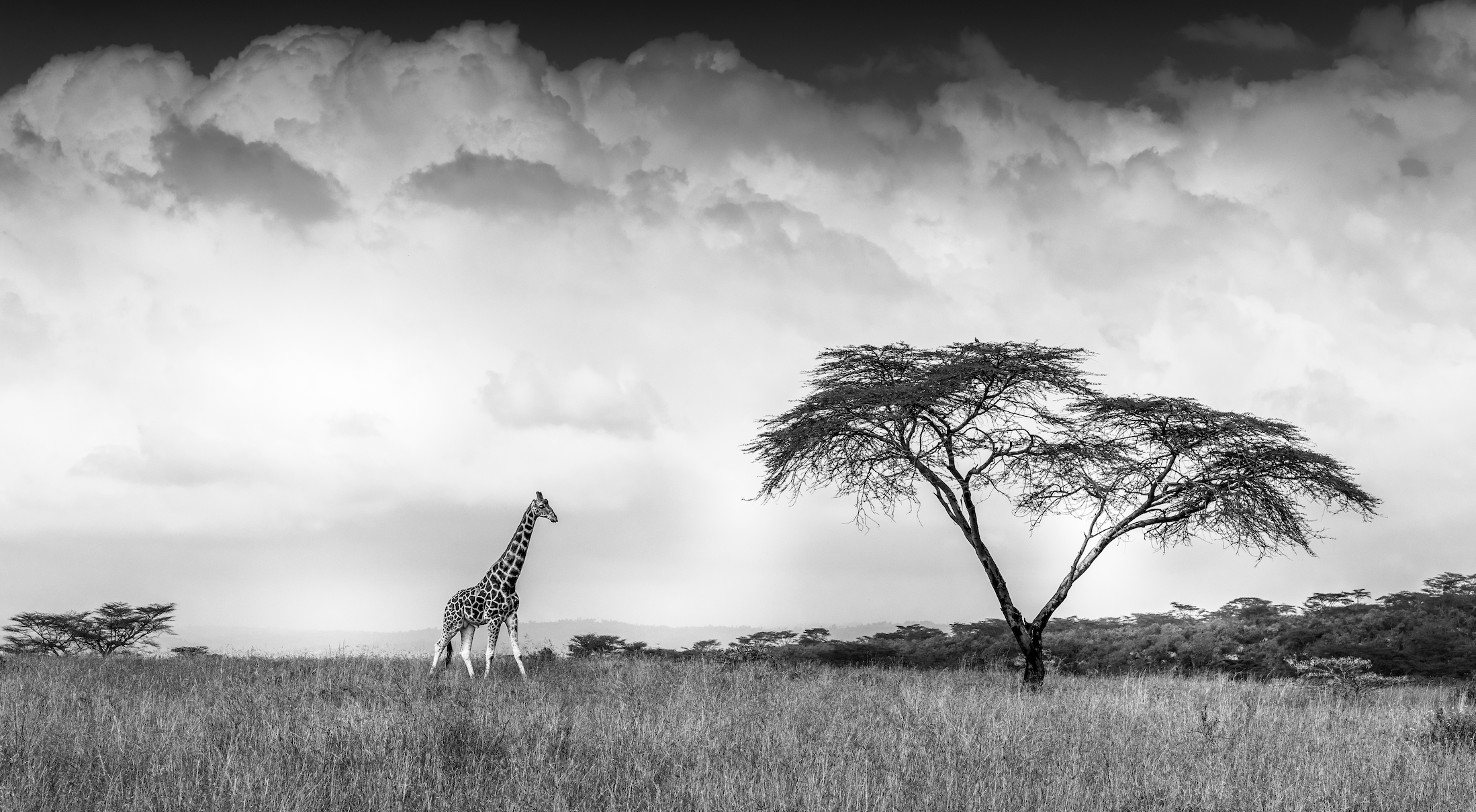 Stormy Africa-Wall_Art-Pixalot