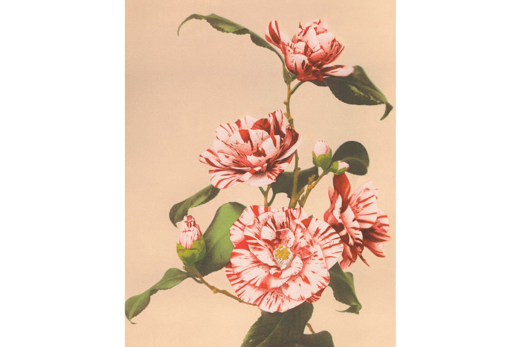 Striped Camellias-Wall_Art-Pixalot