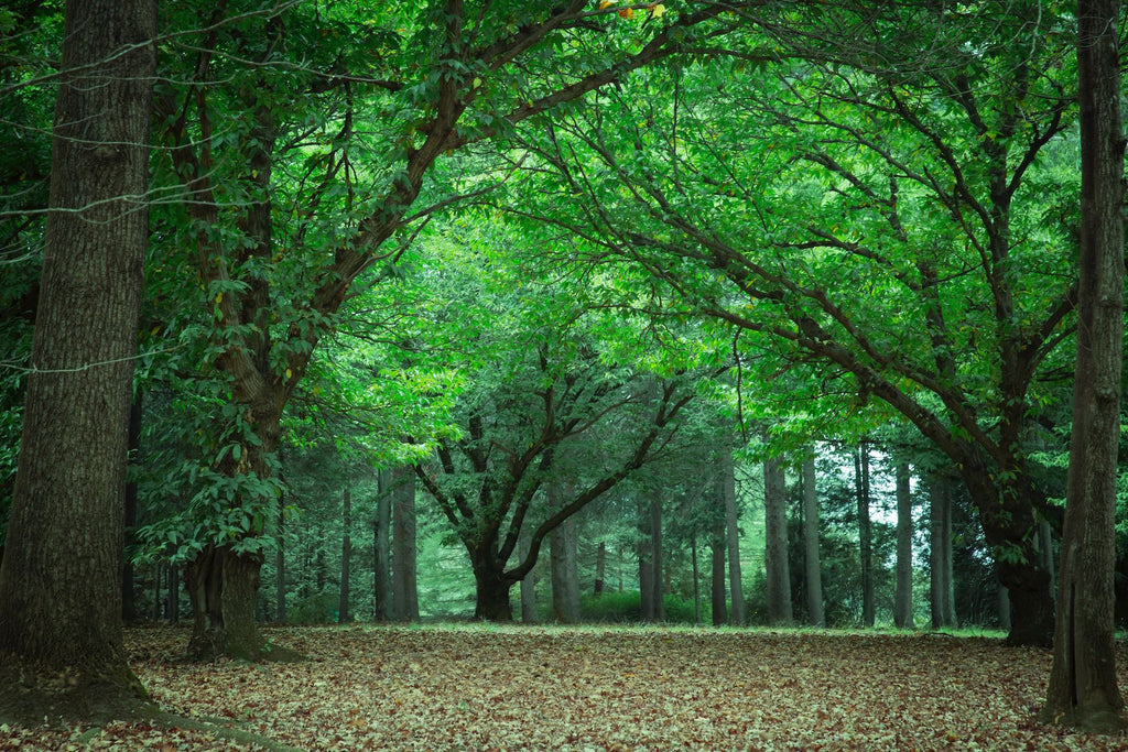 Summer Trees