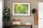 Pixalot ® Sunbird