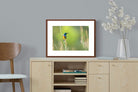 Pixalot ® Sunbird