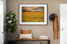 Pixalot ® Sunflower Field