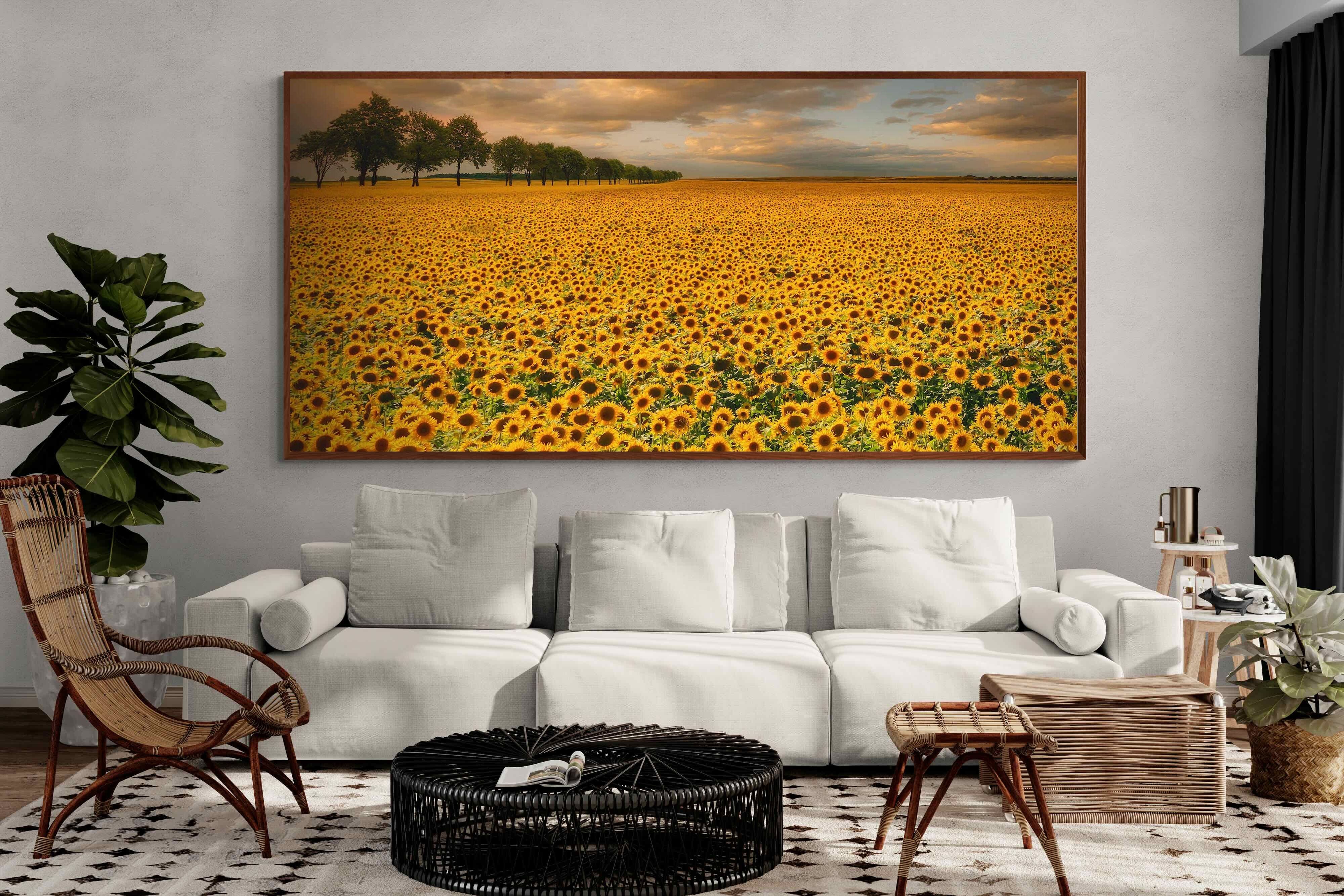 Pixalot ® Sunflower Field