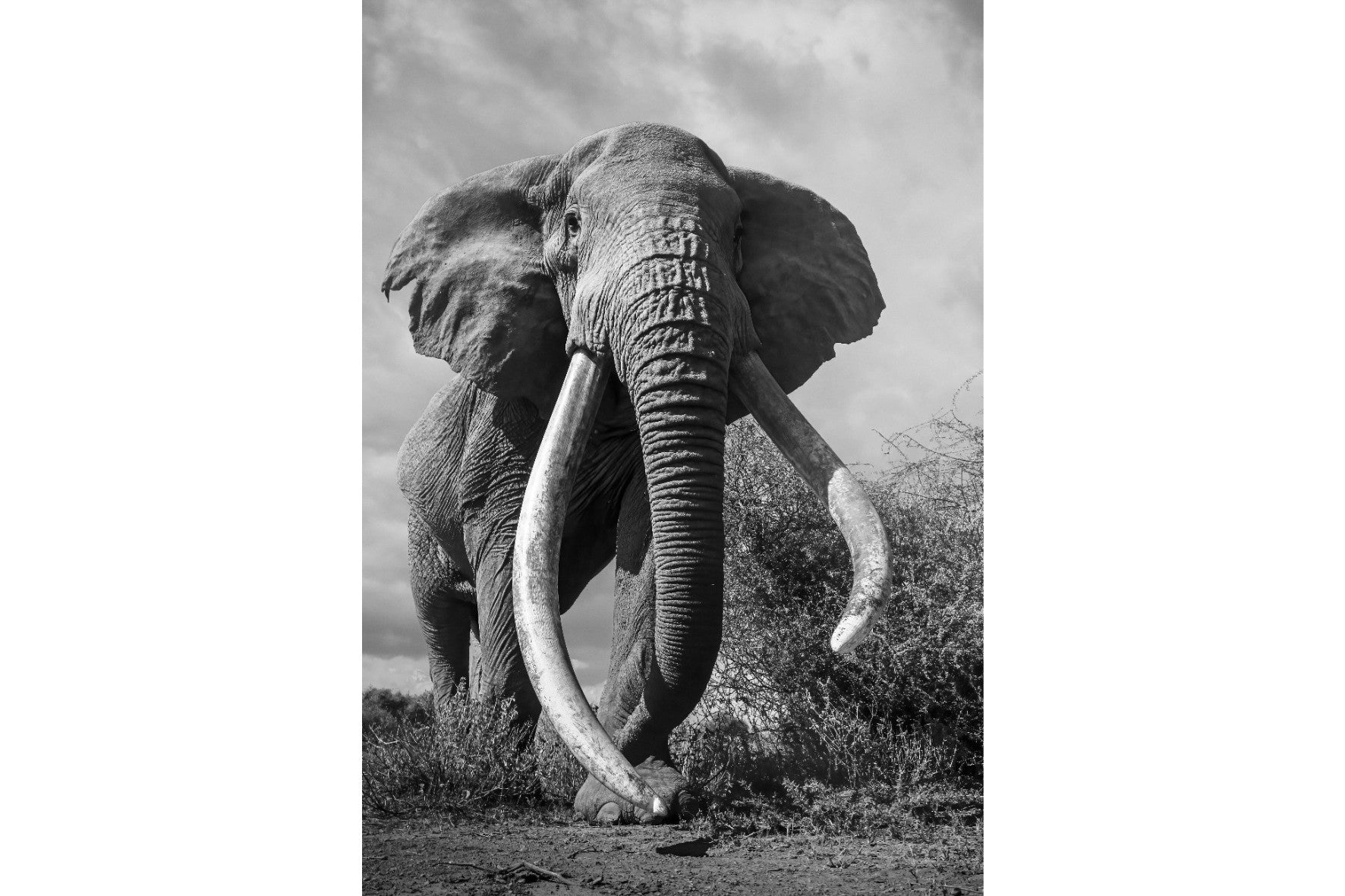 Super Tusker