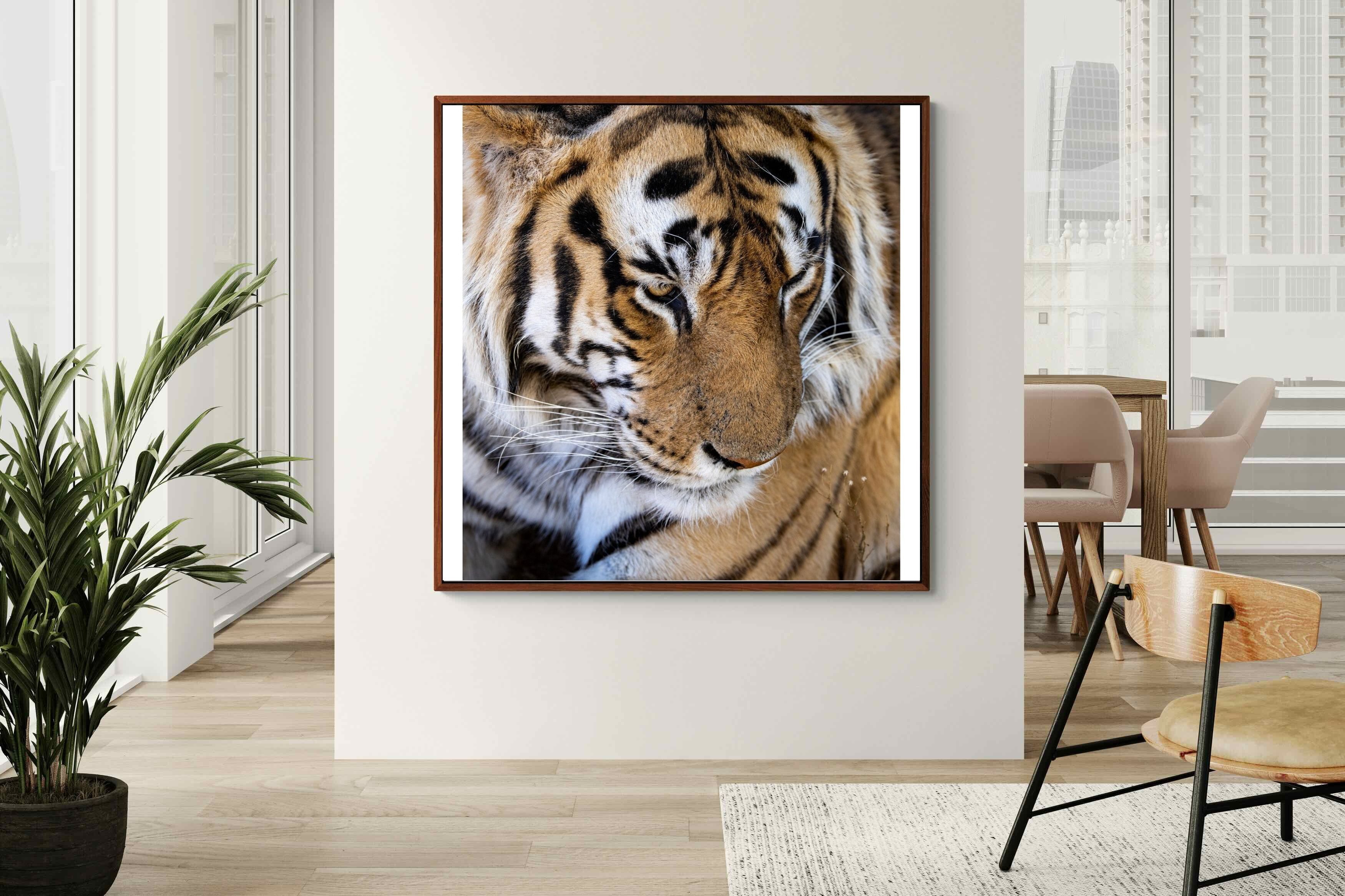 Pixalot Tiger Portrait