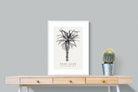 Pixalot ® Tree Aloe Illustration