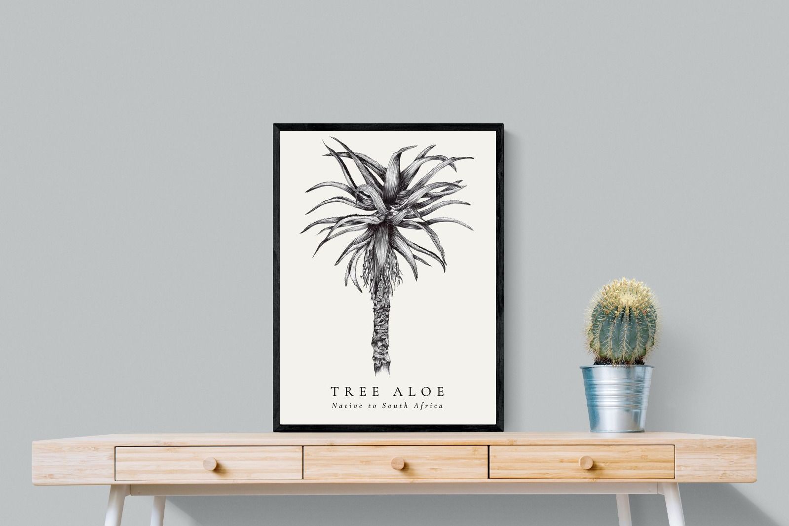 Pixalot ® Tree Aloe Illustration