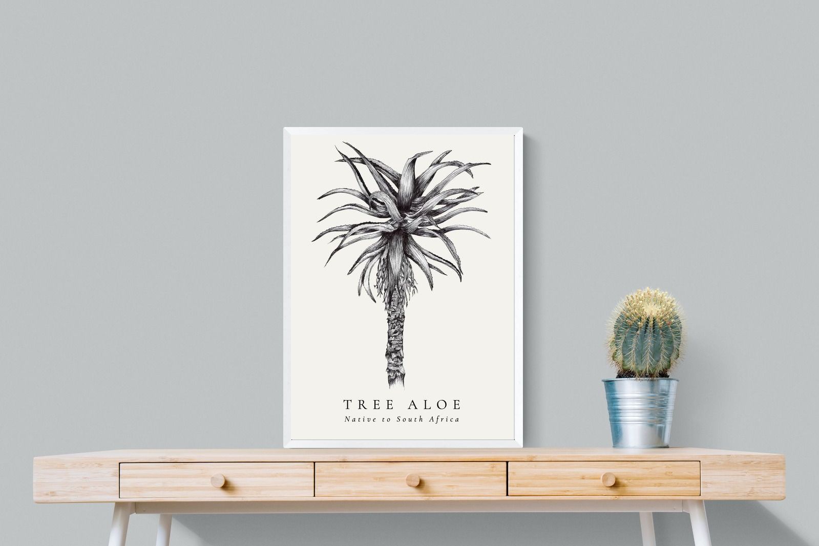 Pixalot ® Tree Aloe Illustration