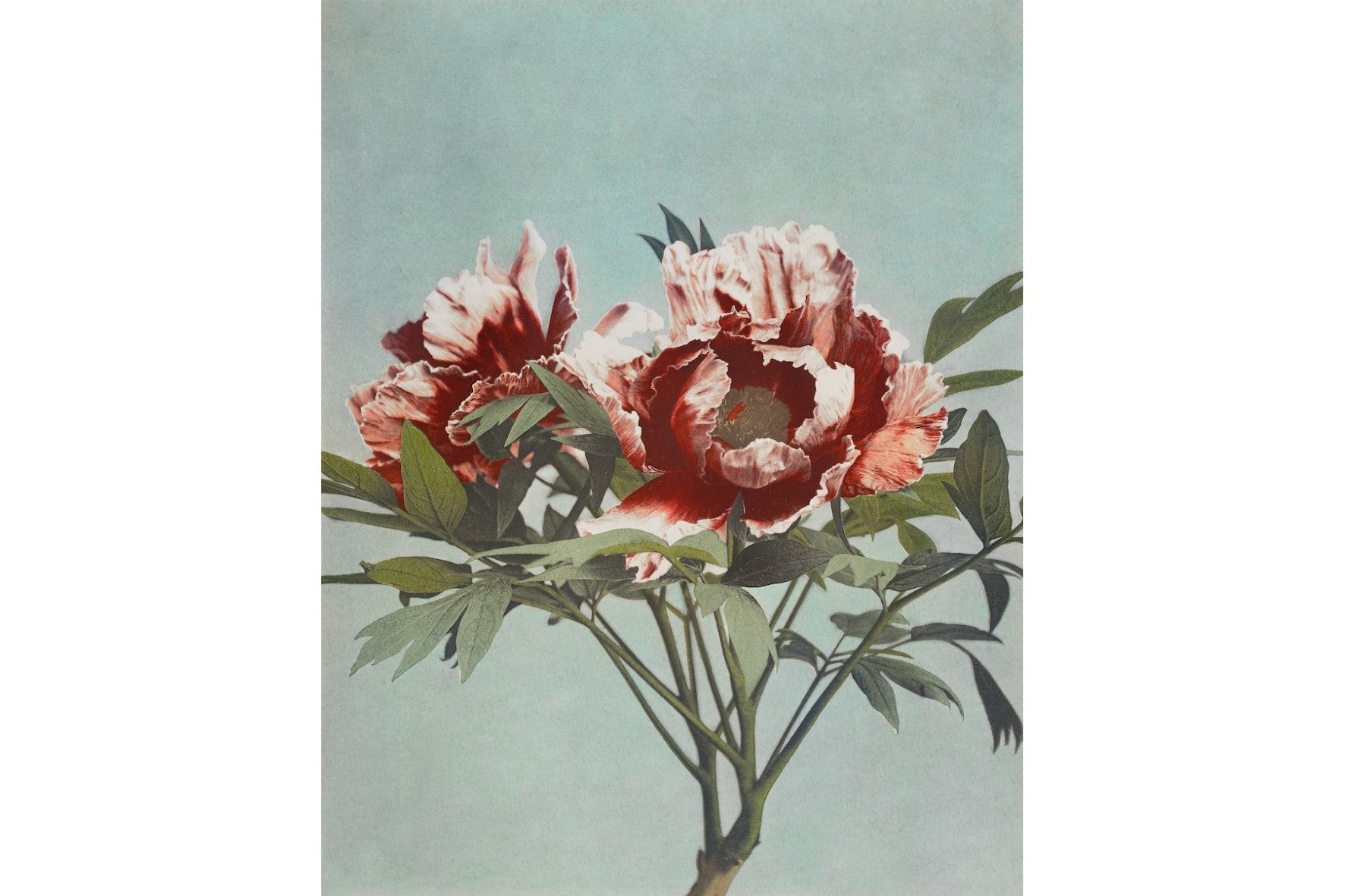 Tree Peonies-Wall_Art-Pixalot