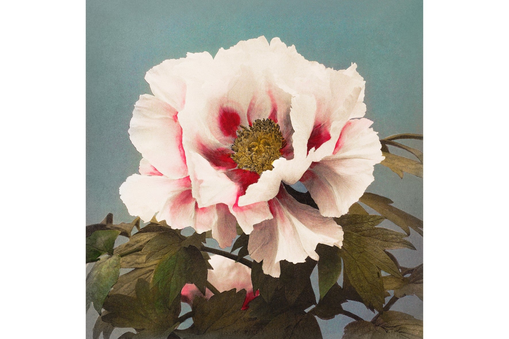 Tree Peony-Wall_Art-Pixalot