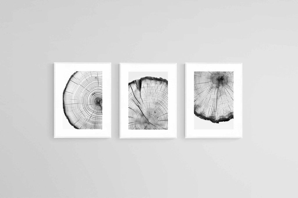 Tree Rings Set-Wall_Art-45 x 60cm (x3)-Framed Print-White-Pixalot